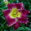 Heavenly Time For Romance Daylily